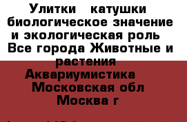 Улитки – катушки: биологическое значение и экологическая роль - Все города Животные и растения » Аквариумистика   . Московская обл.,Москва г.